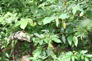  ( - BioBot10709)  @11 [ ] CreativeCommons - Attribution Non-Commercial Share-Alike (2010) Daniel H. Janzen Guanacaste Dry Forest Conservation Fund