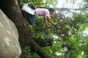  ( - BioBot10716)  @11 [ ] CreativeCommons - Attribution Non-Commercial Share-Alike (2010) Daniel H. Janzen Guanacaste Dry Forest Conservation Fund