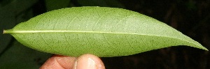  (Alibertia edulis - BioBot10719)  @11 [ ] CreativeCommons - Attribution Non-Commercial Share-Alike (2010) Daniel H. Janzen Guanacaste Dry Forest Conservation Fund