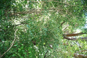 ( - BioBot10734)  @11 [ ] CreativeCommons - Attribution Non-Commercial Share-Alike (2010) Daniel H. Janzen Guanacaste Dry Forest Conservation Fund