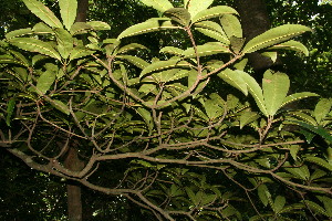  ( - BioBot10735)  @11 [ ] CreativeCommons - Attribution Non-Commercial Share-Alike (2010) Daniel H. Janzen Guanacaste Dry Forest Conservation Fund