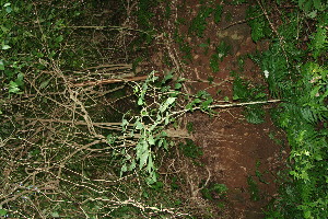  (Citharexylum costaricense - BioBot10739)  @11 [ ] CreativeCommons - Attribution Non-Commercial Share-Alike (2010) Daniel H. Janzen Guanacaste Dry Forest Conservation Fund