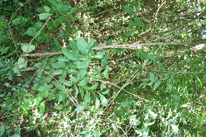  (Zanthoxylum monophyllum - BioBot10755)  @11 [ ] CreativeCommons - Attribution Non-Commercial Share-Alike (2010) Daniel H. Janzen Guanacaste Dry Forest Conservation Fund