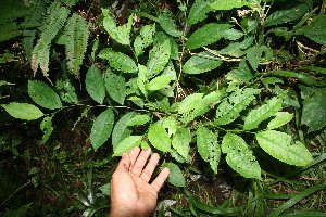  ( - BioBot10756)  @11 [ ] CreativeCommons - Attribution Non-Commercial Share-Alike (2010) Daniel H. Janzen Guanacaste Dry Forest Conservation Fund