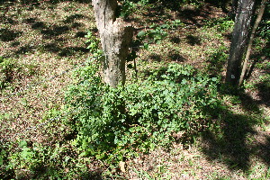  ( - BioBot10760)  @11 [ ] CreativeCommons - Attribution Non-Commercial Share-Alike (2010) Daniel H. Janzen Guanacaste Dry Forest Conservation Fund