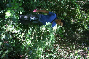  ( - BioBot10780)  @11 [ ] CreativeCommons - Attribution Non-Commercial Share-Alike (2010) Daniel H. Janzen Guanacaste Dry Forest Conservation Fund