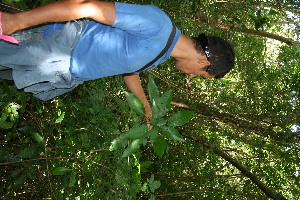  ( - BioBot10788)  @11 [ ] CreativeCommons - Attribution Non-Commercial Share-Alike (2010) Daniel H. Janzen Guanacaste Dry Forest Conservation Fund