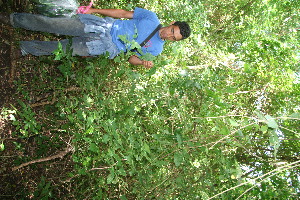  ( - BioBot10789)  @11 [ ] CreativeCommons - Attribution Non-Commercial Share-Alike (2010) Daniel H. Janzen Guanacaste Dry Forest Conservation Fund