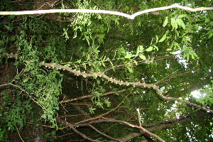  ( - BioBot10798)  @11 [ ] CreativeCommons - Attribution Non-Commercial Share-Alike (2010) Daniel H. Janzen Guanacaste Dry Forest Conservation Fund