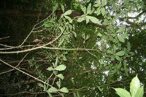  ( - BioBot10799)  @11 [ ] CreativeCommons - Attribution Non-Commercial Share-Alike (2010) Daniel H. Janzen Guanacaste Dry Forest Conservation Fund