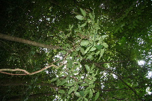  ( - BioBot10800)  @11 [ ] CreativeCommons - Attribution Non-Commercial Share-Alike (2010) Daniel H. Janzen Guanacaste Dry Forest Conservation Fund