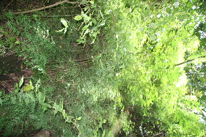  ( - BioBot10833)  @11 [ ] CreativeCommons - Attribution Non-Commercial Share-Alike (2010) Daniel H. Janzen Guanacaste Dry Forest Conservation Fund