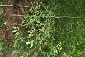  ( - BioBot10834)  @11 [ ] CreativeCommons - Attribution Non-Commercial Share-Alike (2010) Daniel H. Janzen Guanacaste Dry Forest Conservation Fund