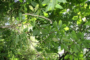  ( - BioBot10837)  @11 [ ] CreativeCommons - Attribution Non-Commercial Share-Alike (2010) Daniel H. Janzen Guanacaste Dry Forest Conservation Fund