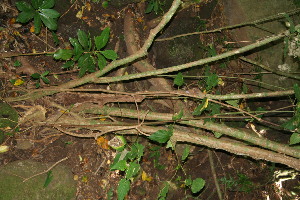  ( - BioBot10841)  @11 [ ] CreativeCommons - Attribution Non-Commercial Share-Alike (2010) Daniel H. Janzen Guanacaste Dry Forest Conservation Fund