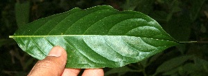  (Allenanthus erythrocarpus - BioBot10854)  @11 [ ] CreativeCommons - Attribution Non-Commercial Share-Alike (2010) Daniel H. Janzen Guanacaste Dry Forest Conservation Fund