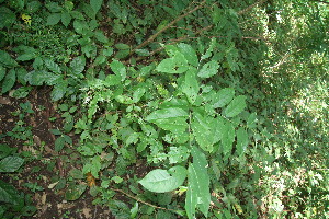  ( - BioBot10869)  @11 [ ] CreativeCommons - Attribution Non-Commercial Share-Alike (2010) Daniel H. Janzen Guanacaste Dry Forest Conservation Fund