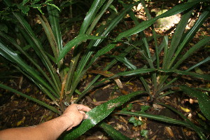  ( - BioBot10891)  @11 [ ] CreativeCommons - Attribution Non-Commercial Share-Alike (2010) Daniel H. Janzen Guanacaste Dry Forest Conservation Fund