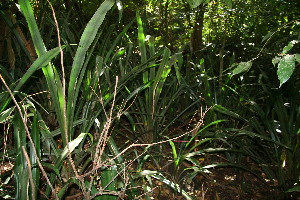  ( - BioBot10892)  @11 [ ] CreativeCommons - Attribution Non-Commercial Share-Alike (2010) Daniel H. Janzen Guanacaste Dry Forest Conservation Fund