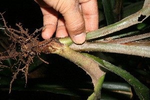  ( - BioBot10892)  @11 [ ] CreativeCommons - Attribution Non-Commercial Share-Alike (2010) Daniel H. Janzen Guanacaste Dry Forest Conservation Fund