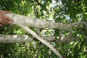  ( - BioBot10895)  @11 [ ] CreativeCommons - Attribution Non-Commercial Share-Alike (2010) Daniel H. Janzen Guanacaste Dry Forest Conservation Fund