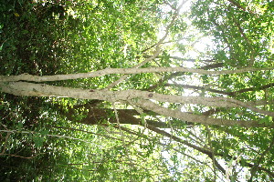  ( - BioBot10896)  @11 [ ] CreativeCommons - Attribution Non-Commercial Share-Alike (2010) Daniel H. Janzen Guanacaste Dry Forest Conservation Fund