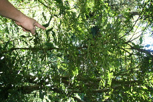  ( - BioBot10942)  @11 [ ] CreativeCommons - Attribution Non-Commercial Share-Alike (2010) Daniel H. Janzen Guanacaste Dry Forest Conservation Fund