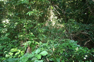  ( - BioBot10954)  @11 [ ] CreativeCommons - Attribution Non-Commercial Share-Alike (2010) Daniel H. Janzen Guanacaste Dry Forest Conservation Fund