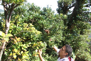  ( - BioBot10984)  @11 [ ] CreativeCommons - Attribution Non-Commercial Share-Alike (2010) Daniel H. Janzen Guanacaste Dry Forest Conservation Fund