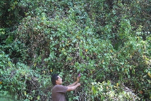  ( - BioBot10993)  @11 [ ] CreativeCommons - Attribution Non-Commercial Share-Alike (2010) Daniel H. Janzen Guanacaste Dry Forest Conservation Fund