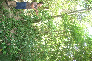  (Casearia coronata - BioBot10997)  @11 [ ] CreativeCommons - Attribution Non-Commercial Share-Alike (2010) Daniel H. Janzen Guanacaste Dry Forest Conservation Fund