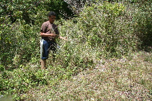  ( - BioBot11003)  @11 [ ] CreativeCommons - Attribution Non-Commercial Share-Alike (2010) Daniel H. Janzen Guanacaste Dry Forest Conservation Fund