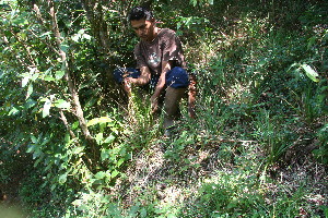  (Rhynchospora schiedeana - BioBot11006)  @11 [ ] CreativeCommons - Attribution Non-Commercial Share-Alike (2010) Daniel H. Janzen Guanacaste Dry Forest Conservation Fund
