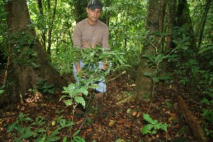  (Palicourea racemosa - BioBot11026)  @11 [ ] CreativeCommons - Attribution Non-Commercial Share-Alike (2010) Daniel H. Janzen Guanacaste Dry Forest Conservation Fund