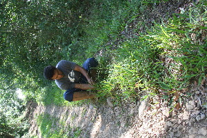  ( - BioBot11037)  @11 [ ] CreativeCommons - Attribution Non-Commercial Share-Alike (2010) Daniel H. Janzen Guanacaste Dry Forest Conservation Fund