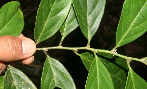 (Casearia coronata - BioBot11048)  @11 [ ] CreativeCommons - Attribution Non-Commercial Share-Alike (2010) Daniel H. Janzen Guanacaste Dry Forest Conservation Fund