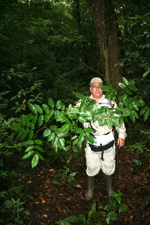  (Lonchocarpus guatemalensis - BioBot11052)  @11 [ ] CreativeCommons - Attribution Non-Commercial Share-Alike (2010) Daniel H. Janzen Guanacaste Dry Forest Conservation Fund