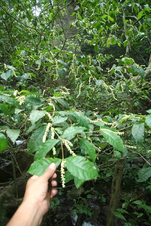  ( - BioBot11067)  @11 [ ] CreativeCommons - Attribution Non-Commercial Share-Alike (2010) Daniel H. Janzen Guanacaste Dry Forest Conservation Fund