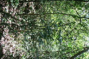  ( - BioBot11078)  @11 [ ] CreativeCommons - Attribution Non-Commercial Share-Alike (2010) Daniel H. Janzen Guanacaste Dry Forest Conservation Fund