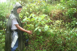  (Clidemia octona - BioBot11149)  @11 [ ] CreativeCommons - Attribution Non-Commercial Share-Alike (2010) Daniel H. Janzen Guanacaste Dry Forest Conservation Fund