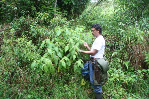  ( - BioBot11157)  @11 [ ] CreativeCommons - Attribution Non-Commercial Share-Alike (2010) Daniel H. Janzen Guanacaste Dry Forest Conservation Fund