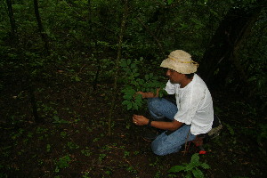  ( - BioBot11173)  @11 [ ] CreativeCommons - Attribution Non-Commercial Share-Alike (2010) Daniel H. Janzen Guanacaste Dry Forest Conservation Fund