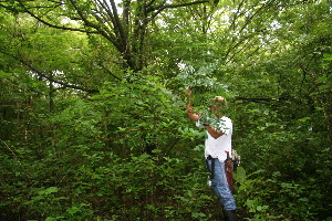  ( - BioBot11174)  @11 [ ] CreativeCommons - Attribution Non-Commercial Share-Alike (2010) Daniel H. Janzen Guanacaste Dry Forest Conservation Fund