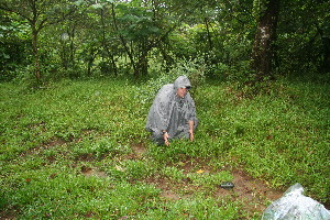  (Panicum polygonatum - BioBot11221)  @11 [ ] CreativeCommons - Attribution Non-Commercial Share-Alike (2010) Daniel H. Janzen Guanacaste Dry Forest Conservation Fund