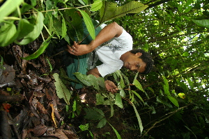  (Clidemia reitziana - BioBot11244)  @11 [ ] CreativeCommons - Attribution Non-Commercial Share-Alike (2010) Daniel H. Janzen Guanacaste Dry Forest Conservation Fund