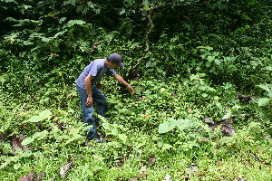  ( - BioBot11314)  @11 [ ] CreativeCommons - Attribution Non-Commercial Share-Alike (2010) Daniel H. Janzen Guanacaste Dry Forest Conservation Fund