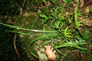 ( - BioBot11329)  @11 [ ] CreativeCommons - Attribution Non-Commercial Share-Alike (2010) Daniel H. Janzen Guanacaste Dry Forest Conservation Fund