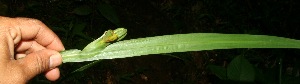  ( - BioBot11329)  @11 [ ] CreativeCommons - Attribution Non-Commercial Share-Alike (2010) Daniel H. Janzen Guanacaste Dry Forest Conservation Fund