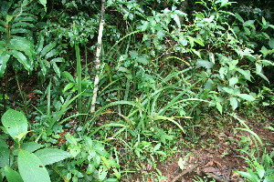  ( - BioBot11330)  @11 [ ] CreativeCommons - Attribution Non-Commercial Share-Alike (2010) Daniel H. Janzen Guanacaste Dry Forest Conservation Fund