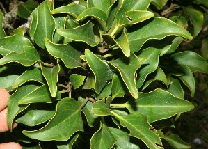  (Roupala montana - BioBot11346)  @11 [ ] CreativeCommons - Attribution Non-Commercial Share-Alike (2010) Daniel H. Janzen Guanacaste Dry Forest Conservation Fund